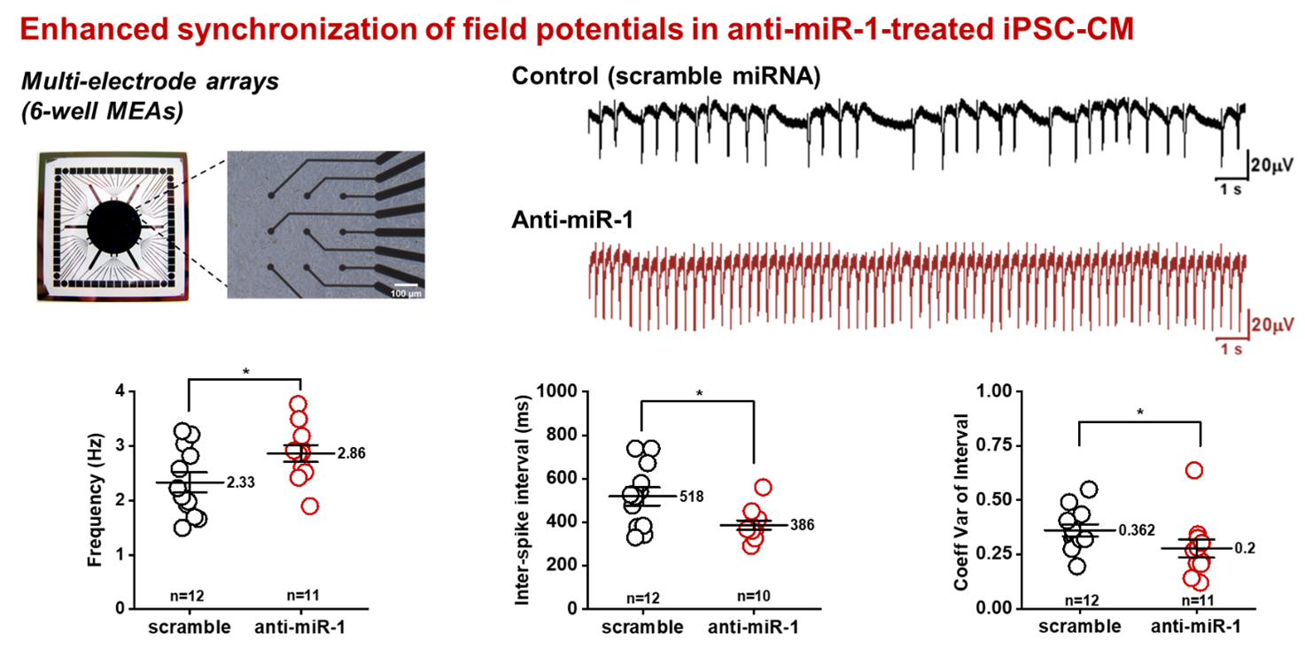 inhibition of the microRNA miR-1 significantly increases synchronization of electrical activity in hiPSC-cardiomyocytes