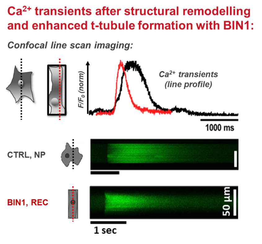structural reshaping leads to acceleration of Ca2+ transients in hiPSC-cardiomyocytes